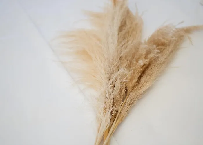 아파트 Levanda 다시아